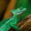 Close Up Green Lizard paint by number