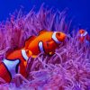 Clownfish paint by numbers