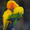 Colored Macaw paint by number