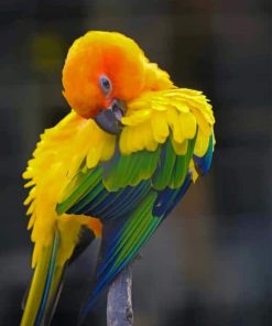 Colored Macaw paint by number