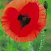 Common Poppy paint by numbers