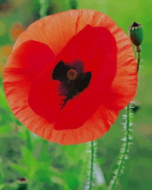 Common Poppy paint by numbers