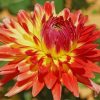 Dahlia flower paint by number
