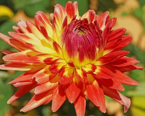 Dahlia flower paint by number