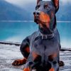 Doberman paint by number