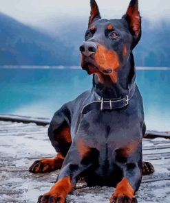 Doberman paint by number