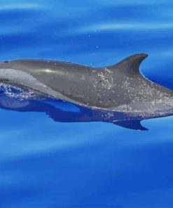 Dolphin paint by number