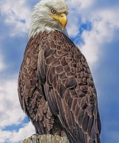 Eagle Bird paint by numbers