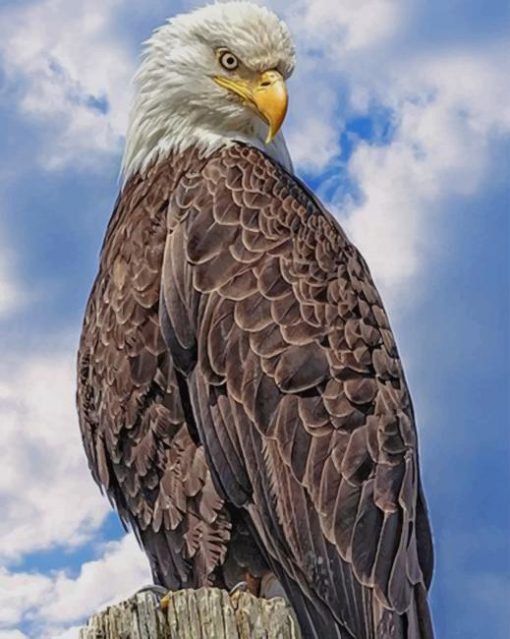 Eagle Bird paint by numbers