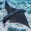 Eagle Rays Fish paint by numbers
