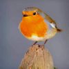 European Robin paint by numbers