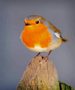 European Robin paint by numbers