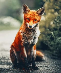 Fox Photography paint by numbers
