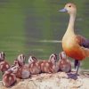 Fulvous Whistling Duck paint by numbers
