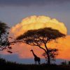 Giraffe silhouette sundown paint by numbers