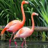 Greater Flamingo paint by numbers