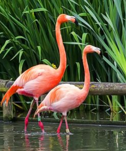 Greater Flamingo paint by numbers