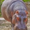 Hippopotamus Animal paint by numbers
