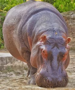 Hippopotamus Animal paint by numbers