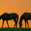 Horses Silhouette paint by number