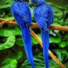 Hyacinth Macaw paint by numbers
