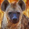 Hyenas Animal paint by numbers