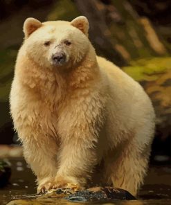 Kermode Bear paint by numbers