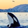 Killer Whale Animal paint by numbers