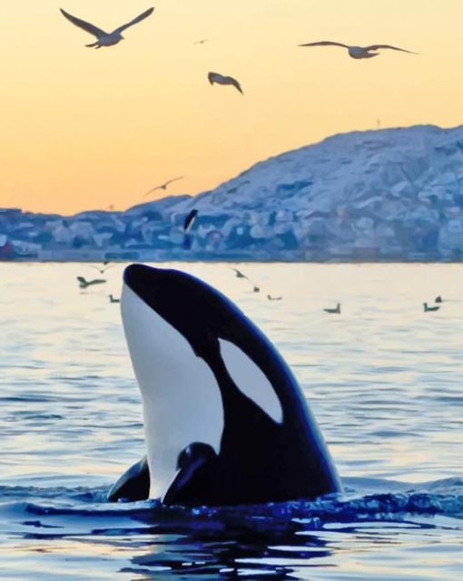 Killer Whale Animal paint by numbers