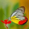 Lepidoptera Butterflies paint by numbers