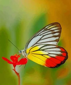 Lepidoptera Butterflies paint by numbers