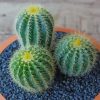 Mammillaria Plant Cactus paint by numbers