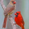 Northern Cardinal paint by numbers