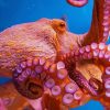 Octopus Animal pant by numbers