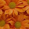 Orange Artificial Flowers paint by numbers