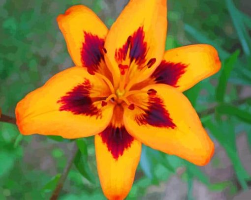 Orange Lily paint by numbers