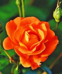Orange rose paint by numbers