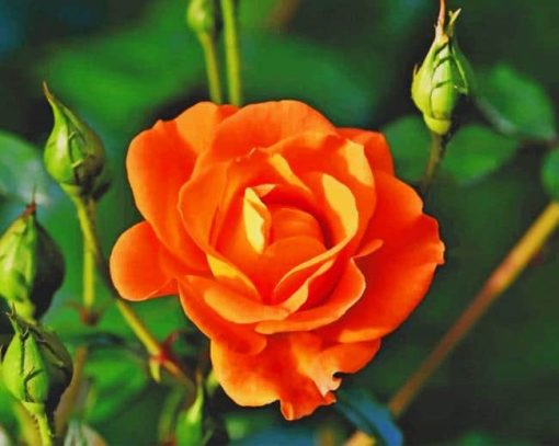 Orange rose paint by numbers