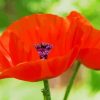 Oriental Poppy paint by numbers