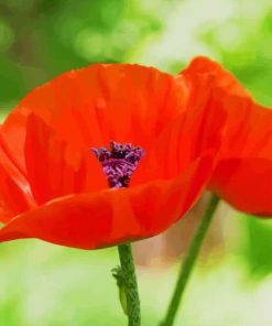 Oriental Poppy paint by numbers