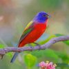 Painted Bunting Birds paint by numbers