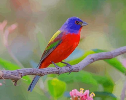 Painted Bunting Birds paint by numbers