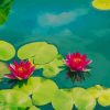Pink Water Lilies paint by number