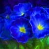 Primrose Blue Flowers paint by number