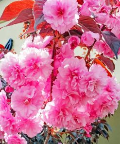 cherry tree pink painting by numbers