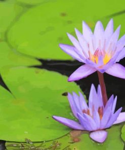 Purple Lotus Flower paint by number