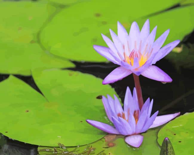 Purple Lotus Flower paint by number