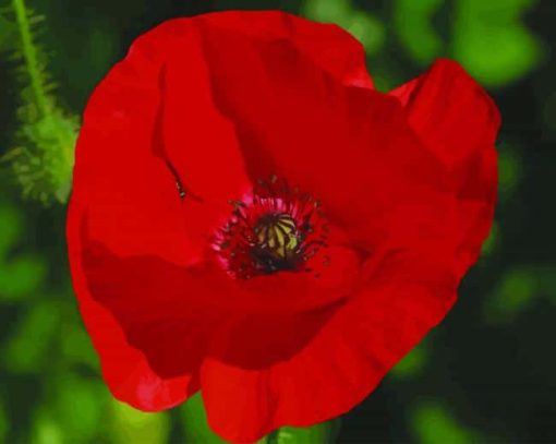 Red Poppy paint by numbers