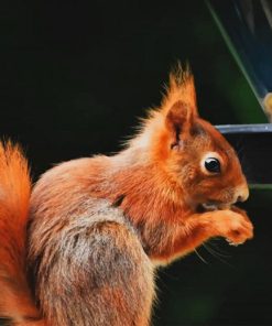 Red Squirrel paint by number