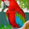 Red and Green Macaw paint by numbers